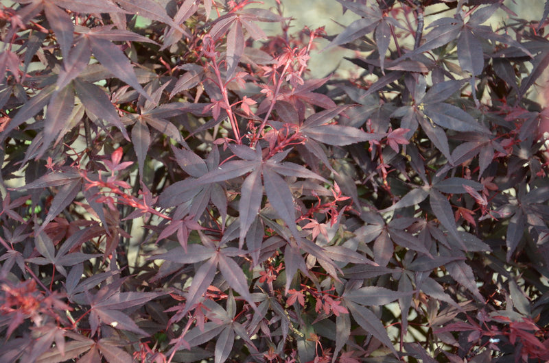 - FOR PICKUP ONLY | Acer palmatum 'Hime shojo' Dwarf Red Japanese Maple | DOES NOT SHIP - Mr Maple │ Buy Japanese Maple Trees