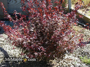 - FOR PICKUP ONLY | Acer palmatum 'Hime shojo' Dwarf Red Japanese Maple | DOES NOT SHIP - Mr Maple │ Buy Japanese Maple Trees