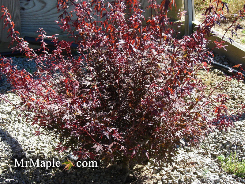 - FOR PICKUP ONLY | Acer palmatum 'Hime shojo' Dwarf Red Japanese Maple | DOES NOT SHIP - Mr Maple │ Buy Japanese Maple Trees