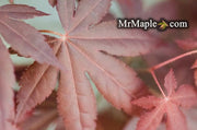 - FOR PICKUP ONLY | Acer palmatum 'Hime shojo' Dwarf Red Japanese Maple | DOES NOT SHIP - Mr Maple │ Buy Japanese Maple Trees