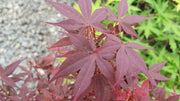 - FOR PICKUP ONLY | Acer palmatum 'Hime shojo' Dwarf Red Japanese Maple | DOES NOT SHIP - Mr Maple │ Buy Japanese Maple Trees