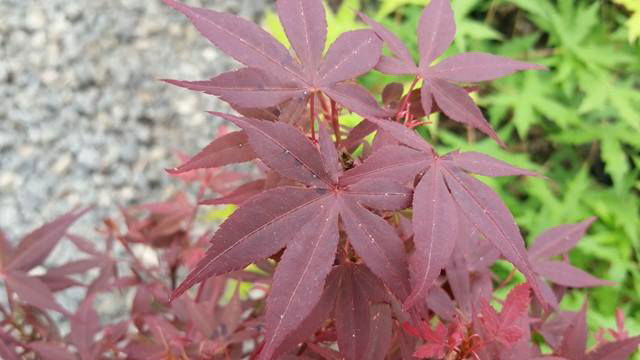 - FOR PICKUP ONLY | Acer palmatum 'Hime shojo' Dwarf Red Japanese Maple | DOES NOT SHIP - Mr Maple │ Buy Japanese Maple Trees