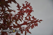 - FOR PICKUP ONLY | Acer palmatum 'Hime shojo' Dwarf Red Japanese Maple | DOES NOT SHIP - Mr Maple │ Buy Japanese Maple Trees