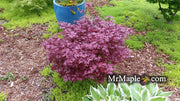 - FOR PICKUP ONLY | Acer palmatum 'Hime shojo' Dwarf Red Japanese Maple | DOES NOT SHIP - Mr Maple │ Buy Japanese Maple Trees