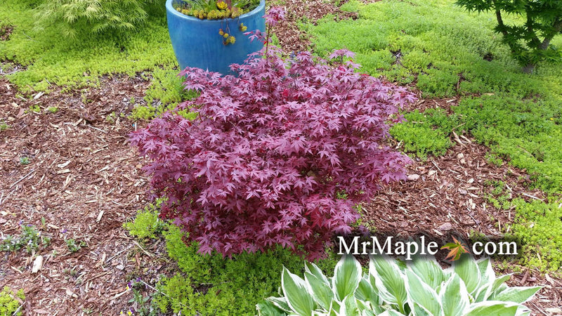 - FOR PICKUP ONLY | Acer palmatum 'Hime shojo' Dwarf Red Japanese Maple | DOES NOT SHIP - Mr Maple │ Buy Japanese Maple Trees