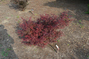 - FOR PICKUP ONLY | Acer palmatum 'Hime shojo' Dwarf Red Japanese Maple | DOES NOT SHIP - Mr Maple │ Buy Japanese Maple Trees