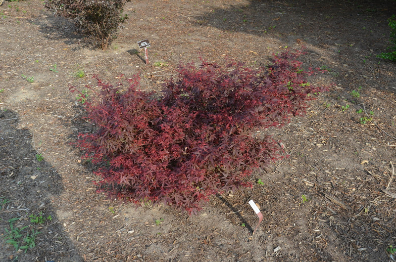 - FOR PICKUP ONLY | Acer palmatum 'Hime shojo' Dwarf Red Japanese Maple | DOES NOT SHIP - Mr Maple │ Buy Japanese Maple Trees
