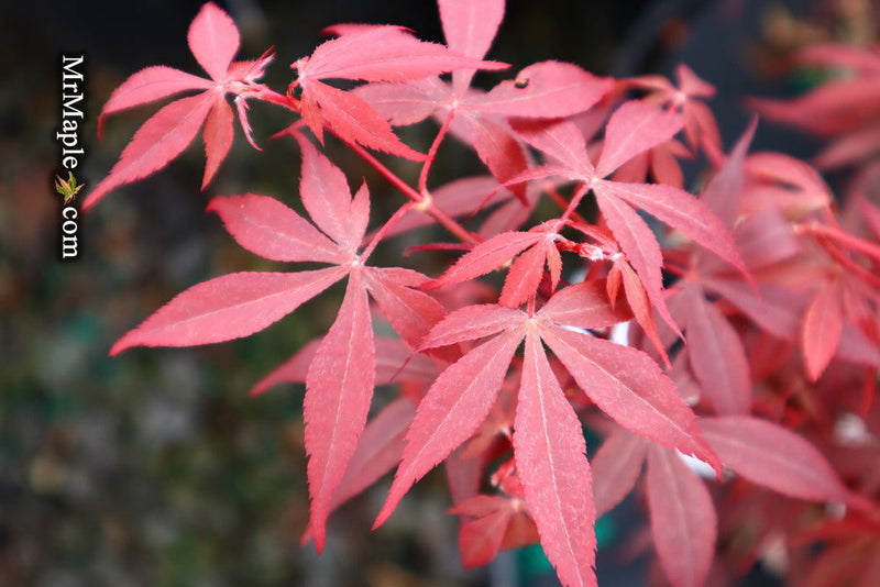 - FOR PICKUP ONLY | Acer palmatum 'Hime shojo' Dwarf Red Japanese Maple | DOES NOT SHIP - Mr Maple │ Buy Japanese Maple Trees
