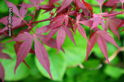- FOR PICKUP ONLY | Acer palmatum 'Hime shojo' Dwarf Red Japanese Maple | DOES NOT SHIP - Mr Maple │ Buy Japanese Maple Trees