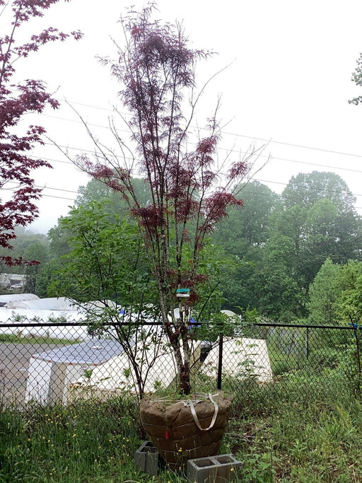 - FOR PICKUP ONLY | Acer palmatum 'Hubb's Red Willow' Japanese Maple | DOES NOT SHIP - Mr Maple │ Buy Japanese Maple Trees