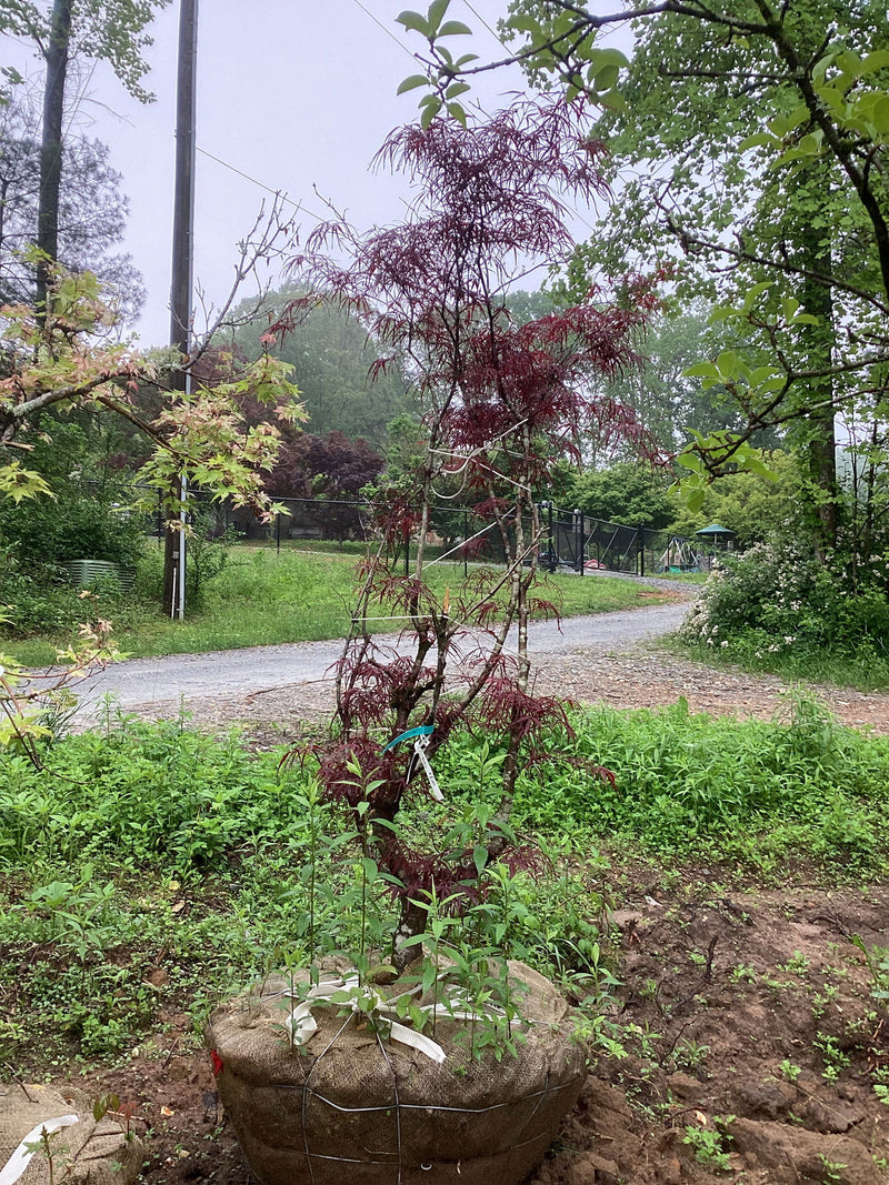 - FOR PICKUP ONLY | Acer palmatum 'Hubb's Red Willow' Japanese Maple | DOES NOT SHIP - Mr Maple │ Buy Japanese Maple Trees