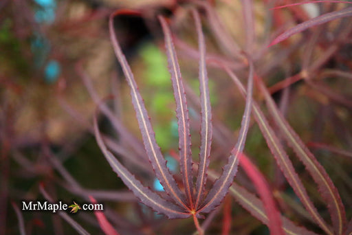 - FOR PICKUP ONLY | Acer palmatum 'Hubb's Red Willow' Japanese Maple | DOES NOT SHIP - Mr Maple │ Buy Japanese Maple Trees