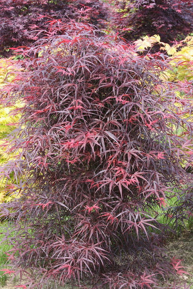 - FOR PICKUP ONLY | Acer palmatum 'Hubb's Red Willow' Japanese Maple | DOES NOT SHIP - Mr Maple │ Buy Japanese Maple Trees