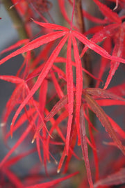 - FOR PICKUP ONLY | Acer palmatum 'Hubb's Red Willow' Japanese Maple | DOES NOT SHIP - Mr Maple │ Buy Japanese Maple Trees
