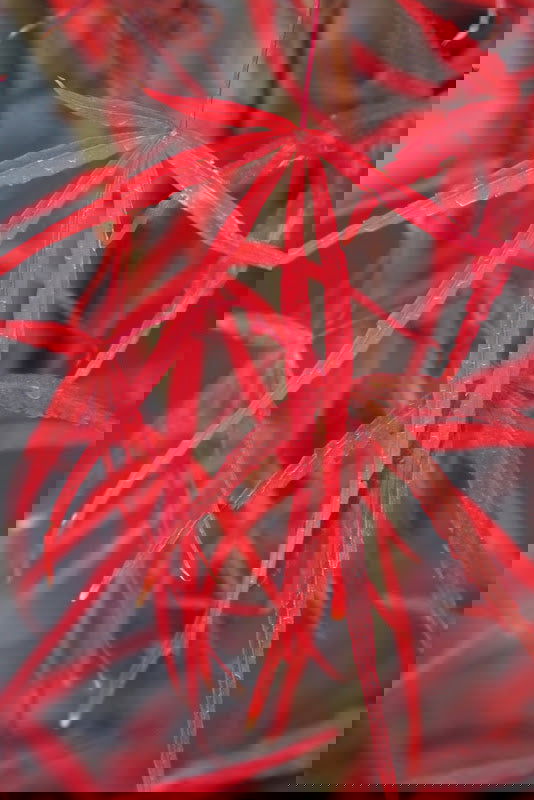 - FOR PICKUP ONLY | Acer palmatum 'Hubb's Red Willow' Japanese Maple | DOES NOT SHIP - Mr Maple │ Buy Japanese Maple Trees