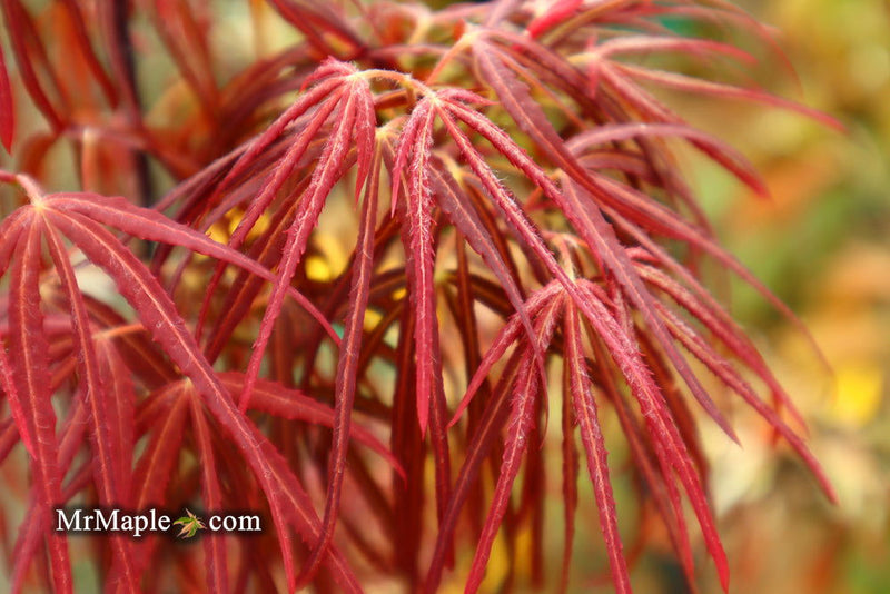 - FOR PICKUP ONLY | Acer palmatum 'Hubb's Red Willow' Japanese Maple | DOES NOT SHIP - Mr Maple │ Buy Japanese Maple Trees