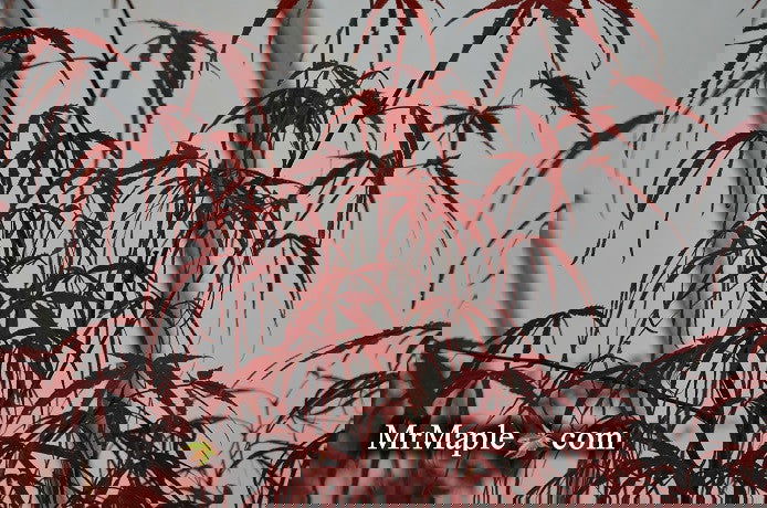 - FOR PICKUP ONLY | Acer palmatum 'Hubb's Red Willow' Japanese Maple | DOES NOT SHIP - Mr Maple │ Buy Japanese Maple Trees