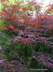 - FOR PICKUP ONLY | Acer palmatum 'Hubb's Red Willow' Japanese Maple | DOES NOT SHIP - Mr Maple │ Buy Japanese Maple Trees