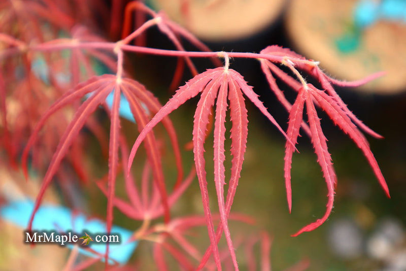 - FOR PICKUP ONLY | Acer palmatum 'Hubb's Red Willow' Japanese Maple | DOES NOT SHIP - Mr Maple │ Buy Japanese Maple Trees