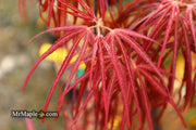 - FOR PICKUP ONLY | Acer palmatum 'Hubb's Red Willow' Japanese Maple | DOES NOT SHIP - Mr Maple │ Buy Japanese Maple Trees