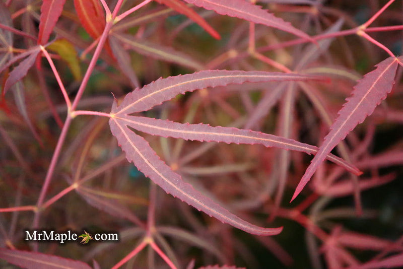 - FOR PICKUP ONLY | Acer palmatum 'Hubb's Red Willow' Japanese Maple | DOES NOT SHIP - Mr Maple │ Buy Japanese Maple Trees