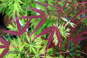- FOR PICKUP ONLY | Acer palmatum 'Hubb's Red Willow' Japanese Maple | DOES NOT SHIP - Mr Maple │ Buy Japanese Maple Trees