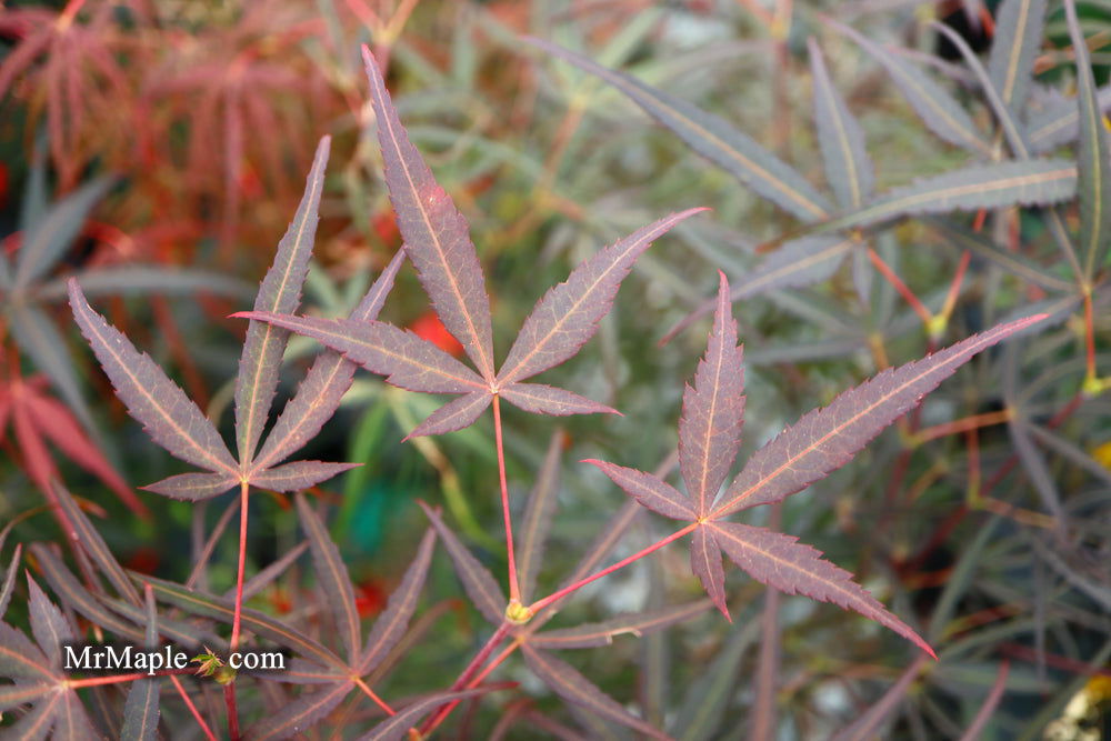 Buy Acer palmatum 'Hubb's Red Willow' Japanese Maple — Mr Maple