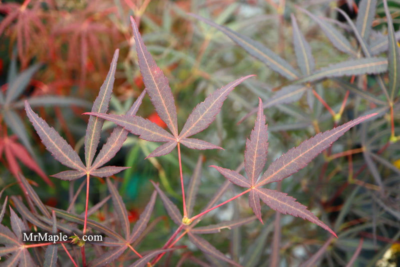 - FOR PICKUP ONLY | Acer palmatum 'Hubb's Red Willow' Japanese Maple | DOES NOT SHIP - Mr Maple │ Buy Japanese Maple Trees
