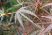 - FOR PICKUP ONLY | Acer palmatum 'Hubb's Red Willow' Japanese Maple | DOES NOT SHIP - Mr Maple │ Buy Japanese Maple Trees