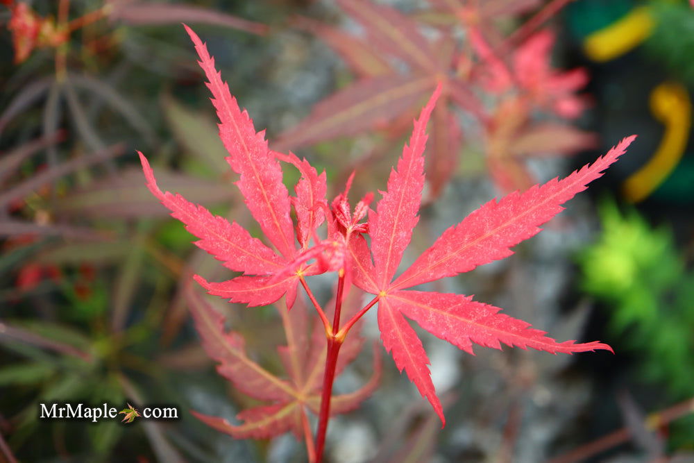 Buy Acer palmatum 'Hubb's Red Willow' Japanese Maple — Mr Maple