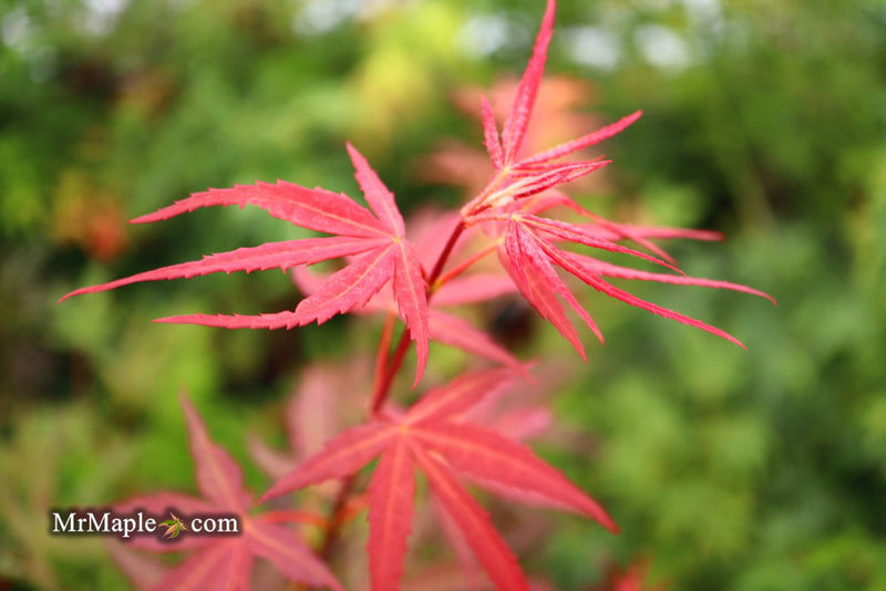 - FOR PICKUP ONLY | Acer palmatum 'Hubb's Red Willow' Japanese Maple | DOES NOT SHIP - Mr Maple │ Buy Japanese Maple Trees