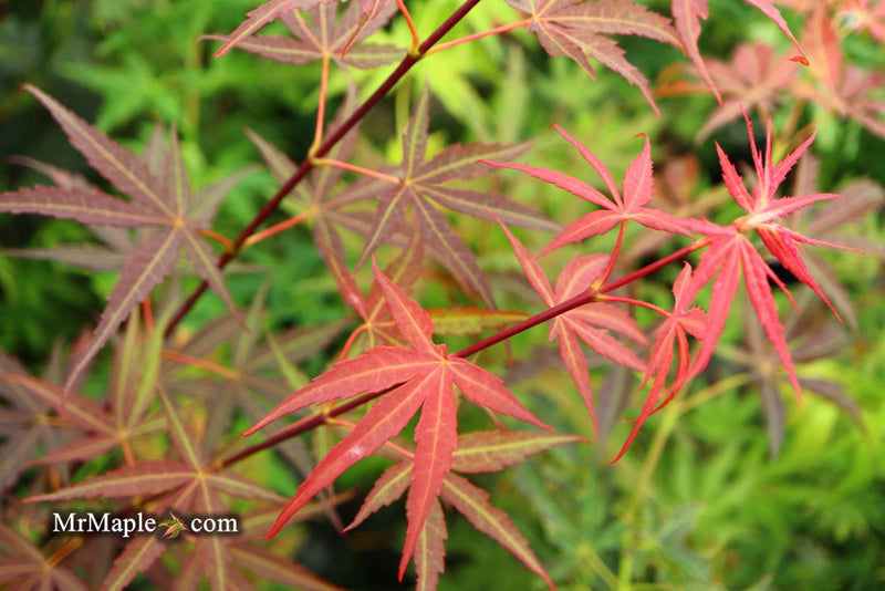 - FOR PICKUP ONLY | Acer palmatum 'Hubb's Red Willow' Japanese Maple | DOES NOT SHIP - Mr Maple │ Buy Japanese Maple Trees