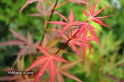 - FOR PICKUP ONLY | Acer palmatum 'Hubb's Red Willow' Japanese Maple | DOES NOT SHIP - Mr Maple │ Buy Japanese Maple Trees