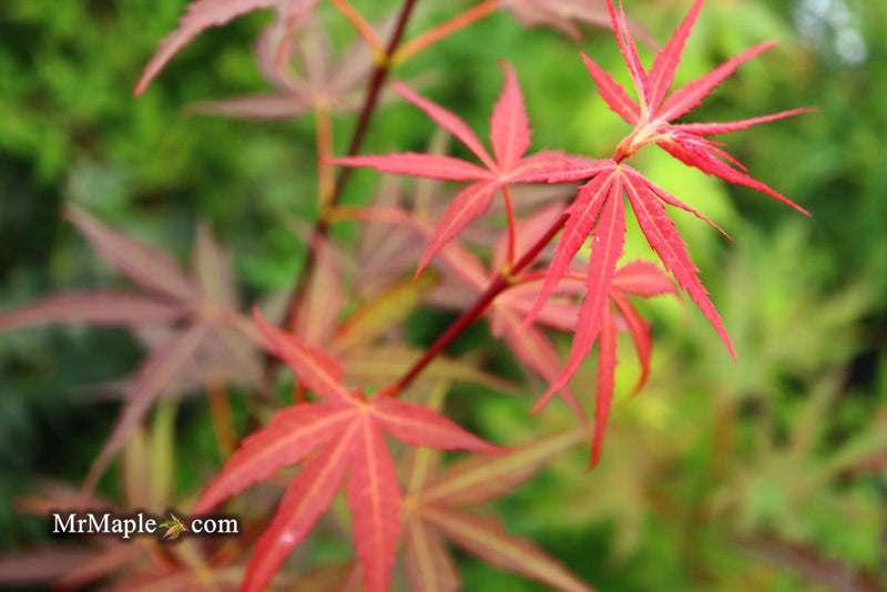 - FOR PICKUP ONLY | Acer palmatum 'Hubb's Red Willow' Japanese Maple | DOES NOT SHIP - Mr Maple │ Buy Japanese Maple Trees
