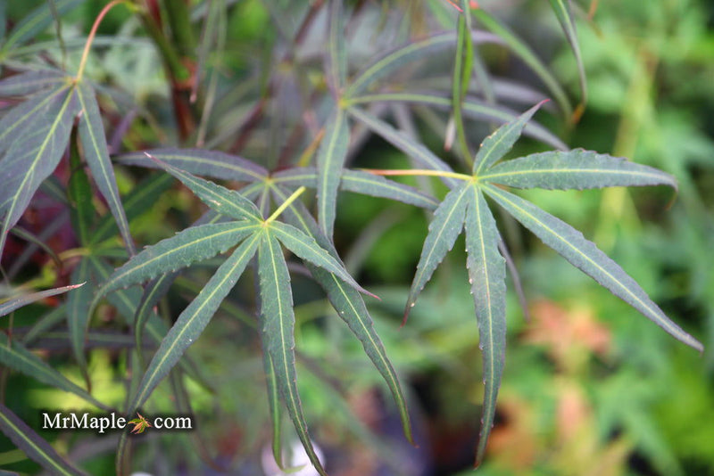 - FOR PICKUP ONLY | Acer palmatum 'Hubb's Red Willow' Japanese Maple | DOES NOT SHIP - Mr Maple │ Buy Japanese Maple Trees