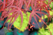 - FOR PICKUP ONLY | Acer palmatum 'Hubb's Red Willow' Japanese Maple | DOES NOT SHIP - Mr Maple │ Buy Japanese Maple Trees