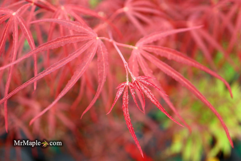 - FOR PICKUP ONLY | Acer palmatum 'Hubb's Red Willow' Japanese Maple | DOES NOT SHIP - Mr Maple │ Buy Japanese Maple Trees