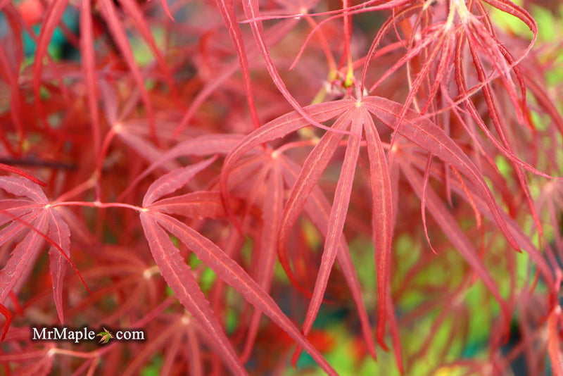 - FOR PICKUP ONLY | Acer palmatum 'Hubb's Red Willow' Japanese Maple | DOES NOT SHIP - Mr Maple │ Buy Japanese Maple Trees