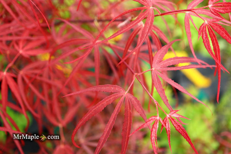 - FOR PICKUP ONLY | Acer palmatum 'Hubb's Red Willow' Japanese Maple | DOES NOT SHIP - Mr Maple │ Buy Japanese Maple Trees