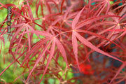 - FOR PICKUP ONLY | Acer palmatum 'Hubb's Red Willow' Japanese Maple | DOES NOT SHIP - Mr Maple │ Buy Japanese Maple Trees