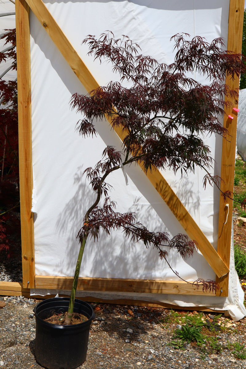 - FOR PICKUP ONLY | Acer palmatum 'Inaba shidare' Japanese Maple | DOES NOT SHIP - Mr Maple │ Buy Japanese Maple Trees