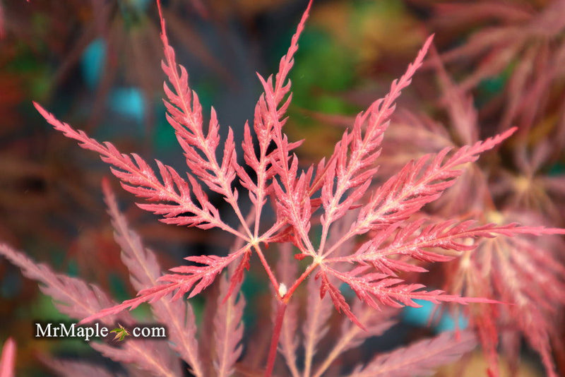 - FOR PICKUP ONLY | Acer palmatum 'Inaba shidare' Japanese Maple | DOES NOT SHIP - Mr Maple │ Buy Japanese Maple Trees