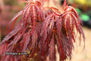 - FOR PICKUP ONLY | Acer palmatum 'Inaba shidare' Japanese Maple | DOES NOT SHIP - Mr Maple │ Buy Japanese Maple Trees