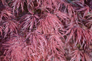 - FOR PICKUP ONLY | Acer palmatum 'Inaba shidare' Japanese Maple | DOES NOT SHIP - Mr Maple │ Buy Japanese Maple Trees