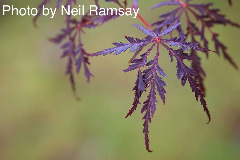 - FOR PICKUP ONLY | Acer palmatum 'Inaba shidare' Japanese Maple | DOES NOT SHIP - Mr Maple │ Buy Japanese Maple Trees