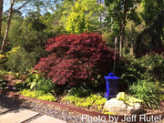 - FOR PICKUP ONLY | Acer palmatum 'Inaba shidare' Japanese Maple | DOES NOT SHIP - Mr Maple │ Buy Japanese Maple Trees