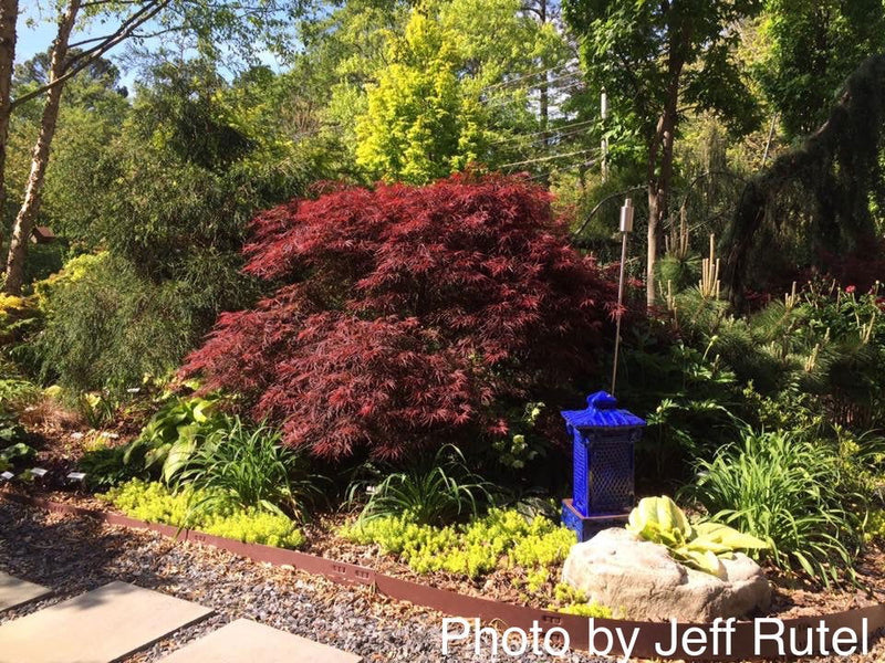 - FOR PICKUP ONLY | Acer palmatum 'Inaba shidare' Japanese Maple | DOES NOT SHIP - Mr Maple │ Buy Japanese Maple Trees