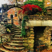 - FOR PICKUP ONLY | Acer palmatum 'Inaba shidare' Japanese Maple | DOES NOT SHIP - Mr Maple │ Buy Japanese Maple Trees