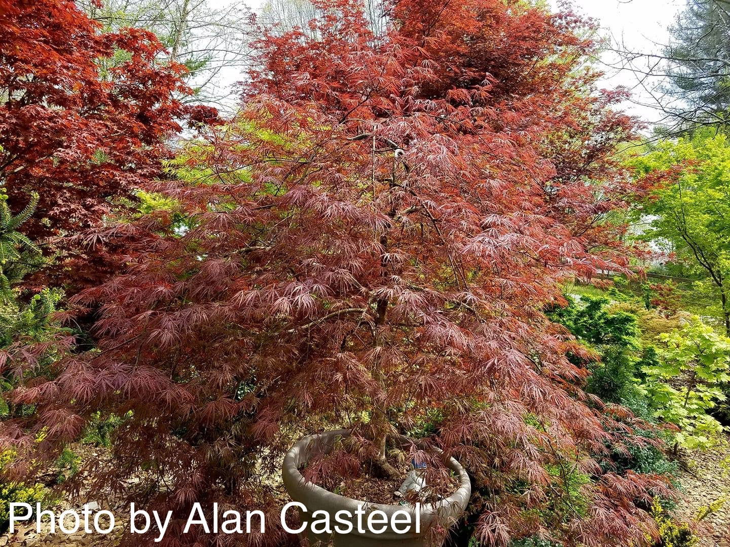 Buy Acer palmatum dissectum 'Inaba shidare' Japanese Maple — Mr