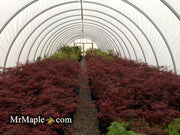 - FOR PICKUP ONLY | Acer palmatum 'Inaba shidare' Japanese Maple | DOES NOT SHIP - Mr Maple │ Buy Japanese Maple Trees